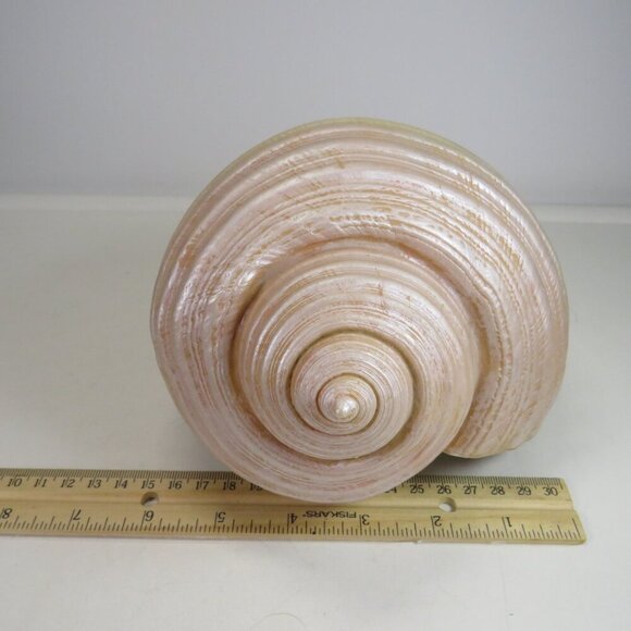 Faux Sea shell light pink & cream some iridescences  9" long 5" tall - Picture 2 of 12